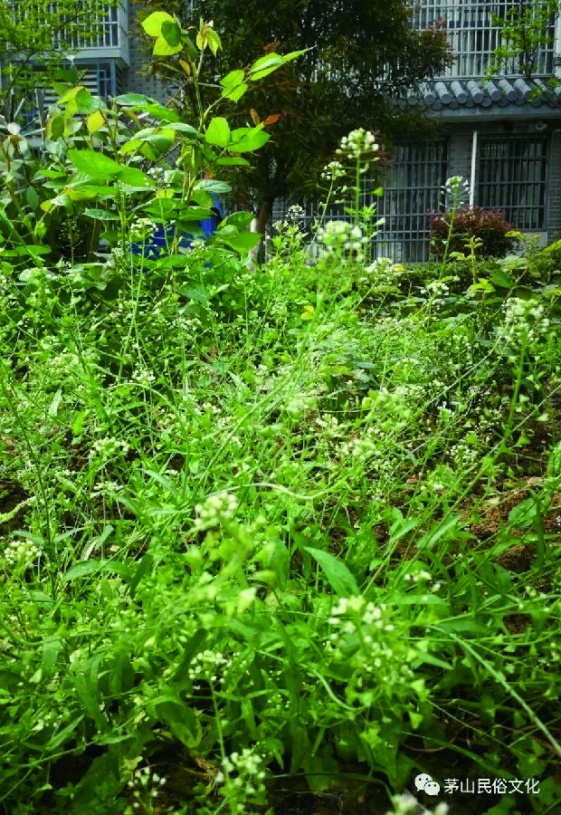 荠菜花煮鸡蛋