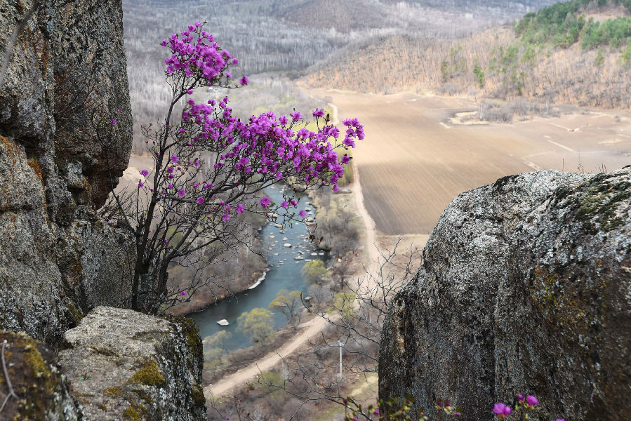 达子香飘笔架山