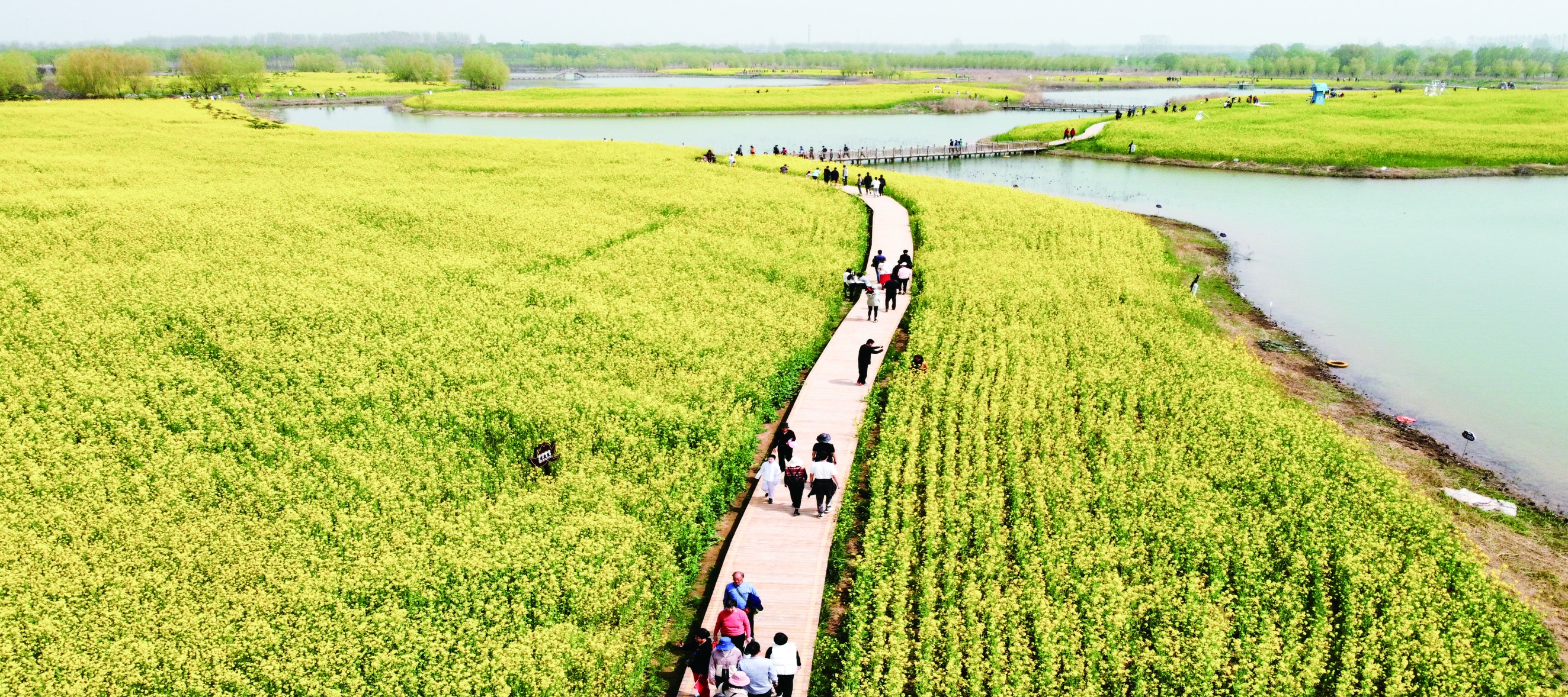 3月28日,封丘县第五届油菜花生态旅游季在封丘县陈桥湿地风景区隆重