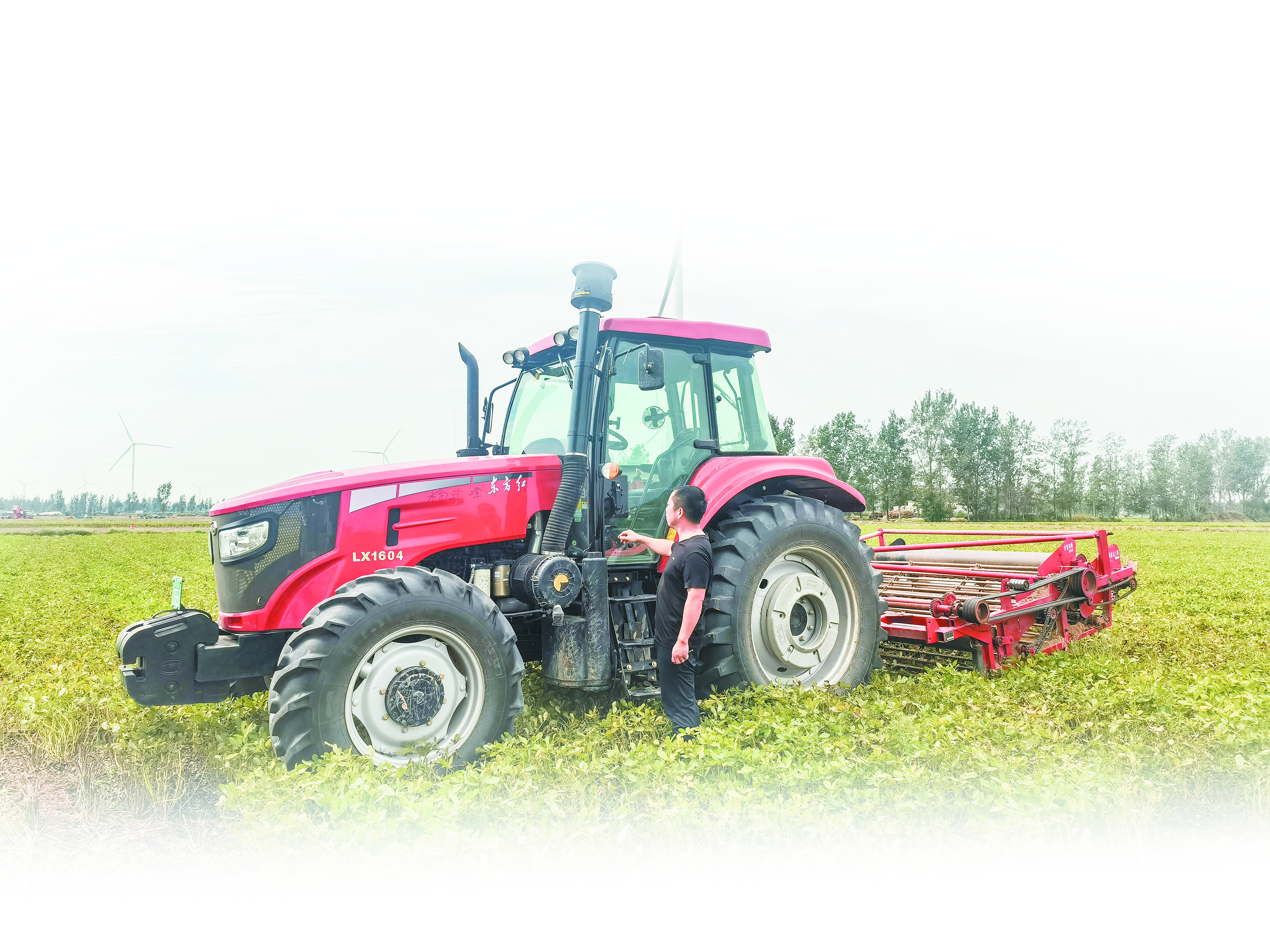 现代化农业机械花生摘果机在万亩花生基地作业