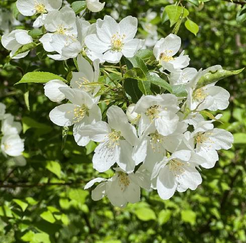 山丁子树开花图片